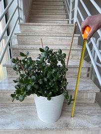 Pianta grassa Albero di Giada