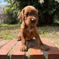 Cuccioli di setter irlandese
