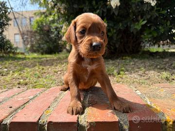 Cuccioli di setter irlandese