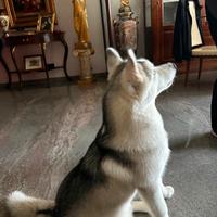 Siberian husky