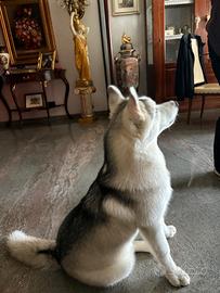 Siberian husky