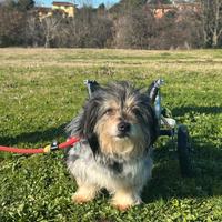 SIC un cagnolino speciale da adottare