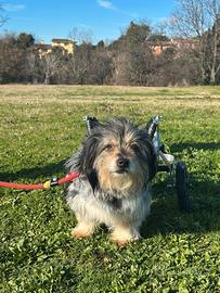 SIC un cagnolino speciale da adottare