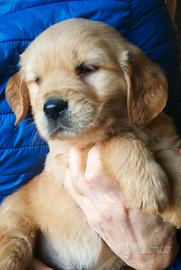 Ultimo Cucciolo Golden Retriever