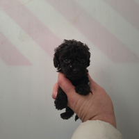 Barboncino toy nero maschio e femmina