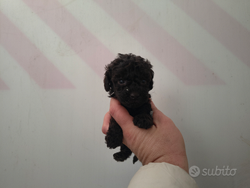 Barboncino toy nero maschio e femmina