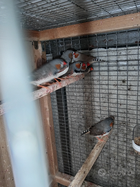 Bengalini diamantini