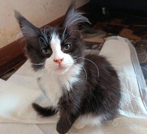 Cuccioli di MaineCoon