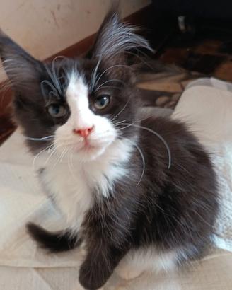 Cuccioli di MaineCoon