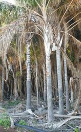 Piante di cocus
