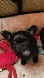 Chihuahua maschio pelo lungo