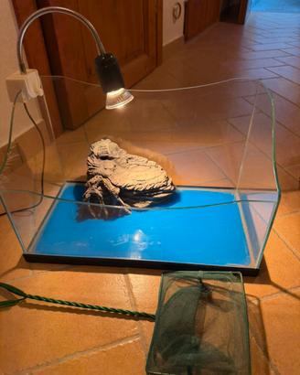 Acquario piccolo con lampada e retino