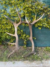 Palco di cervo completo (2 pezzi)