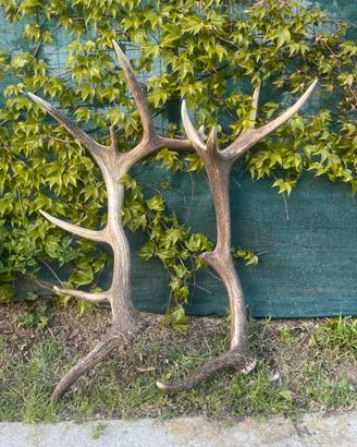 Palco di cervo completo (2 pezzi)