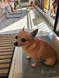 Dino Adozione chihuahua