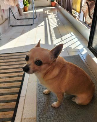 Dino Adozione chihuahua