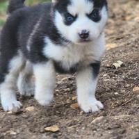 Siberian husky cuccioli