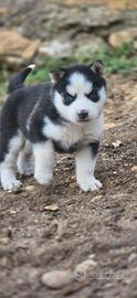 Siberian husky cuccioli