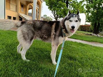 Siberian-husky di 1 anno