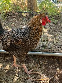 Gallo Ornamentale Legbar