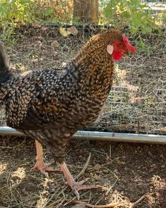 Gallo Ornamentale Legbar
