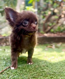 Cioccolata pelo lungo chihuahua pronta pedigree