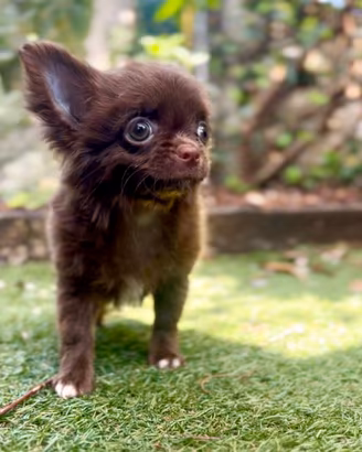 Cioccolata pelo lungo chihuahua pronta pedigree
