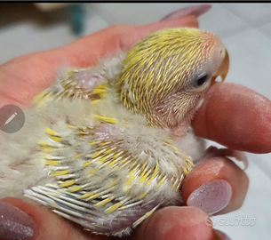 Inseparabili DA imbecco