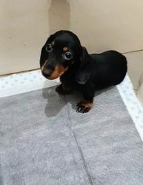 Cuccioli di bassotto