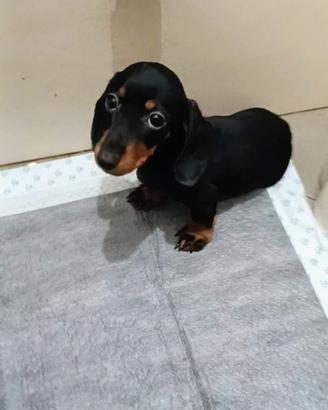 Cuccioli di bassotto