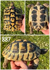 Femmina Testudo hermanni boettgeri tartaruga terra