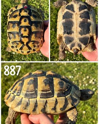 Femmina Testudo hermanni boettgeri tartaruga terra