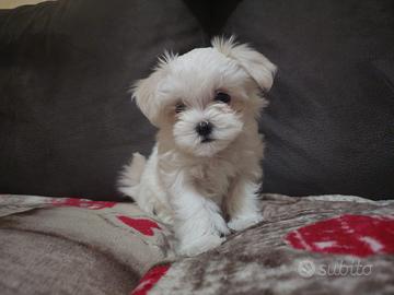 Cuccioli maltesi mini