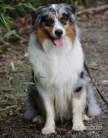 Pastore Australiano maschio per monta