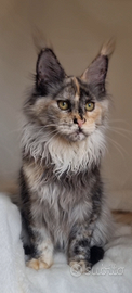Cucciola Maine Coon