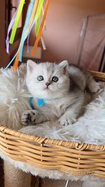 Gattini Scottish silver