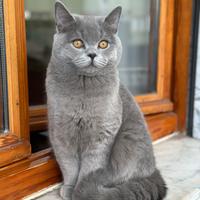 Monta Scottish Maschio