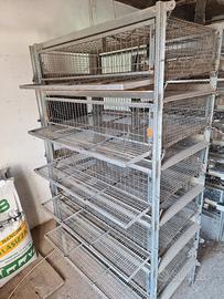 Batteria per quaglie ovaiole 