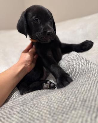Ultimo cucciolo maschio Labrador Retriever nero