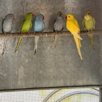 Parrocchetti dal collare Mutati