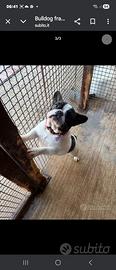 Bulldog francese