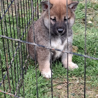 Schiba inu maschio di tre mesi