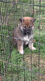 Schiba inu maschio di tre mesi
