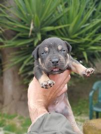Pitbull tricolor