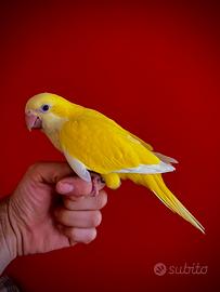 Parrocchetto Monaco LUTINO