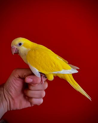 Parrocchetto Monaco LUTINO