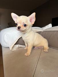 Chihuahua maschio,Pedegree Enci