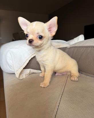 Chihuahua maschio,Pedegree Enci