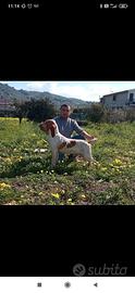 Bracco italiano