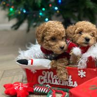 Barboncini mini/toy/nano red e brown